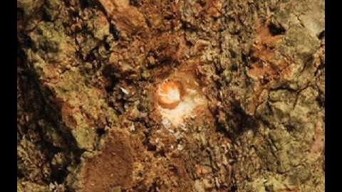 Tree Decay Detection - Tools for Internal Decay Detection