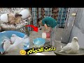 I Pampered All The Abandoned Pigeons I Protected Them And Cleaned All Their Fur I Got Really A 