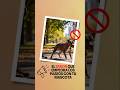 ESTE ERROR empeora los paseos con tu mascota 🐕