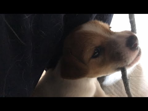 ジャックラッセルテリアのにくきゅう/JRT nikuQ がライブ配信中!