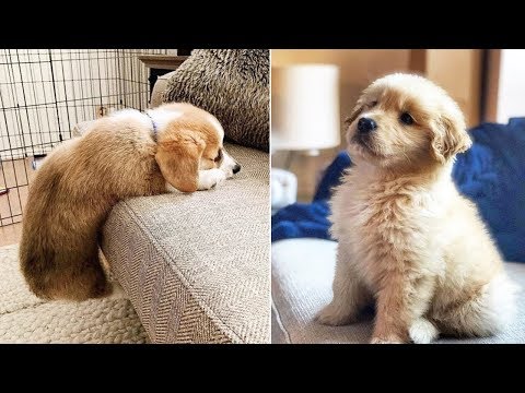 ❤️cute-puppies-doing-funny-things-❤️#6-cutest-dogs