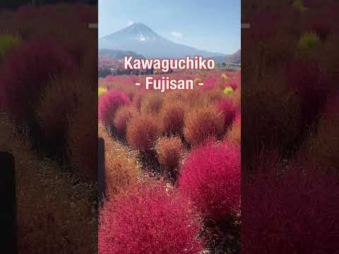 Nơi Mùa Thu ĐẸP NHẤT Nhật Bản - Kawakuchiko #shorts #dulichnhatban #fujisan