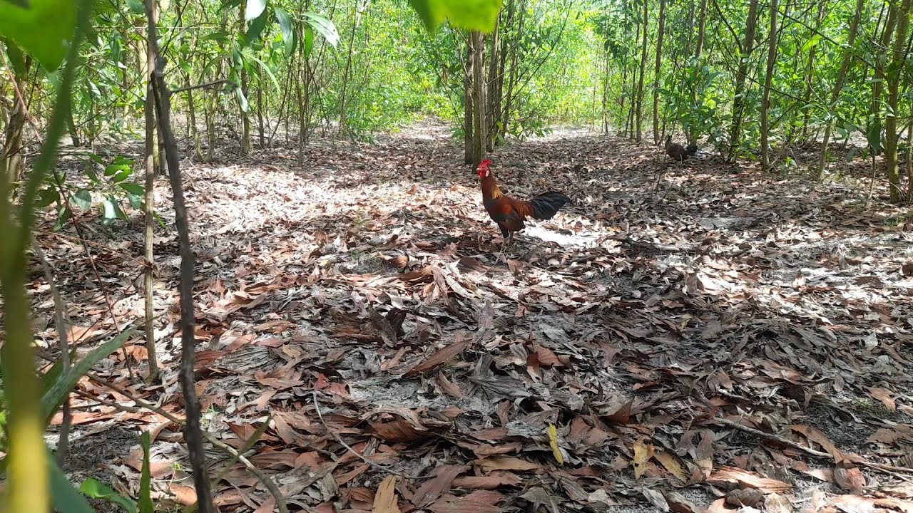 Bẫy Gà Rừng Đầu Mùa - Thu Phục Quạ Đen Né Giò | Hoàng Tây