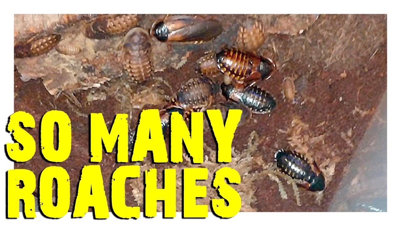 Feeder Cockroaches Tarantula Food Dubia Red Runner Cockroaches