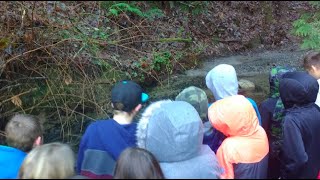 2018 Salmon Spawning at Yorkson Creek