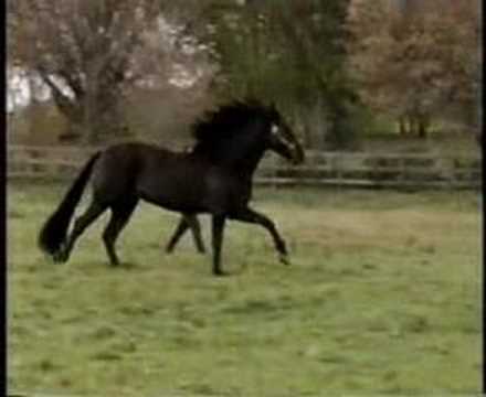 Othello Black Andalusian stallion horse