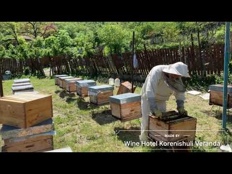 თაფლი ქორენიშული