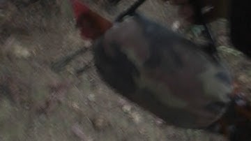 By gà rừng sáng 6/3/2020 ||cuab qaib qus sawv ntxov tuaj zoo tiag tiag