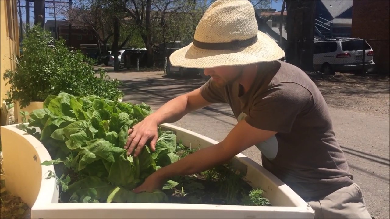 Harvesting Head Lettuce YouTube