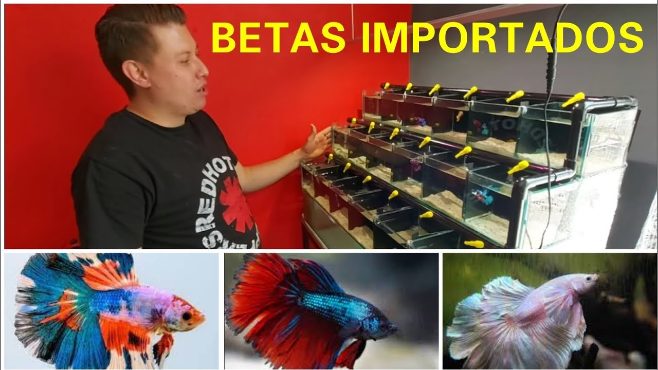 VISITANDO AL MEJOR IMPORTADOR DE PECES BETA TAILANDESES (MARIO BLOGS)