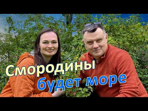 видео: Секреты смородины ведрами