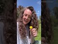 4 Ways to Identify TRUE Dandelion | enjoy the edible and medicinal benefits this abundant herb!
