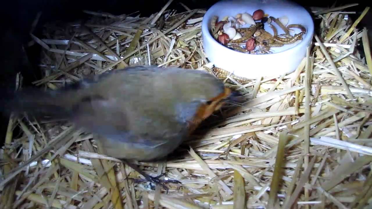 Rescued Robin eating mealworms. YouTube