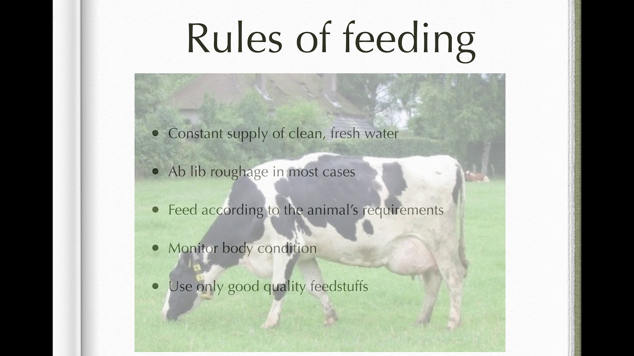 Large animal concentrate feeds part 2 YouTube