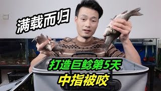 魚獲到家死了一大半無奈將其全部餵魚結果又被鱷魚咬了