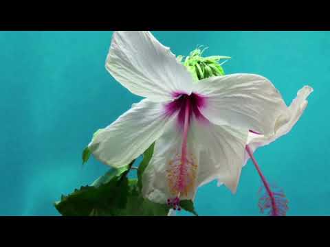 القصيدة الهائية للشيخ حافظ حكمي رحمه الله