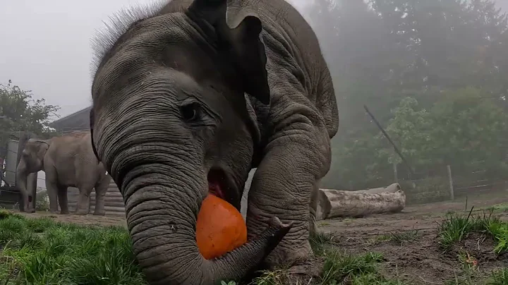 Baby Elephant Tula-Tu Plays With A Little Pumpkin