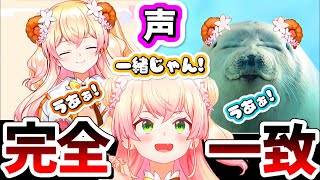 【完全一致】ねねちの声が"アザラシの赤ちゃん"と完全一致な件【桃鈴ねね/ホロライブ 切り抜き】