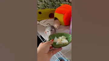 Крысы едят дыню 🍈🐀