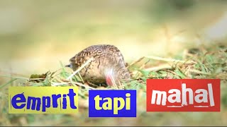 7 jenis emprit paling populer di indonesia yang berharga mahal