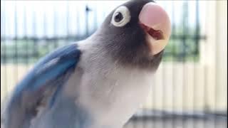 Lovebird banyak yang nyaut bunyi setelah mendengarkan suara pancingan lb memanggil ngetik ngekek