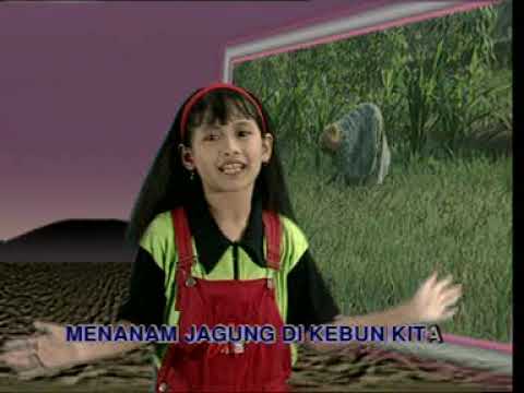 menanam jagung