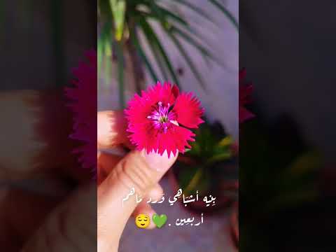 نقيلي احلا زهرة يا فراشي نقيلي