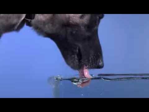 Wideo: Dlaczego Mój Pies Pije Tyle Wody?