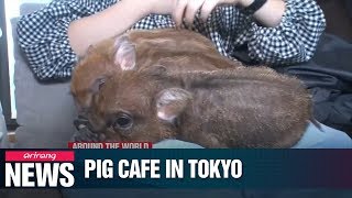 Pet Cafe For Pig Lovers Opens In Tokyo