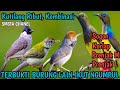 Mp3 Kutilang Ribut kombinasi sogon,  prenjak, korlap, auto ikut ngumpul burung lain