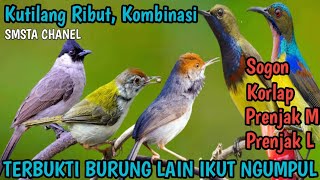 Mp3 Kutilang Ribut kombinasi sogon,  prenjak, korlap, auto ikut ngumpul burung lain