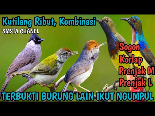 Mp3 Kutilang Ribut kombinasi sogon,  prenjak, korlap, auto ikut ngumpul burung lain class=