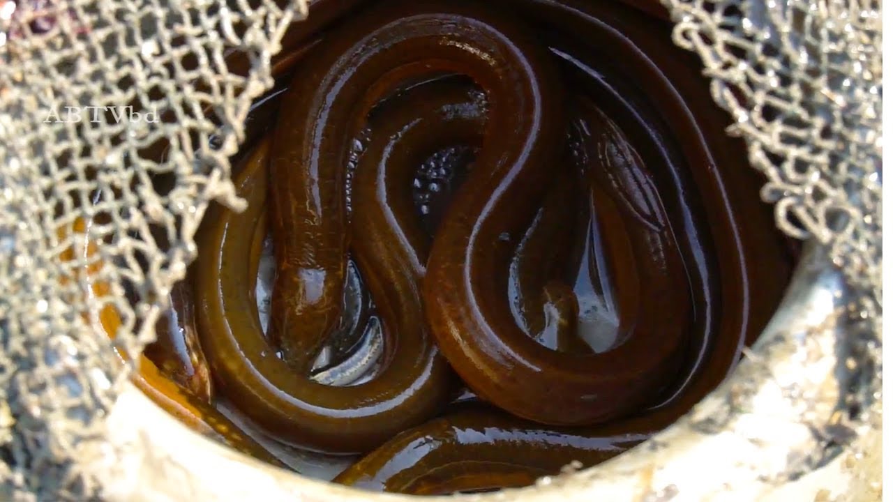 Amazing Man Catching Eel From Mud | Bangladeshi Traditional Eel Fishing