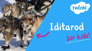 Iditarod for Kids | 2 March | What is the Iditarod? | Iditarod Trail Sled Dog Race | Twinkl USA