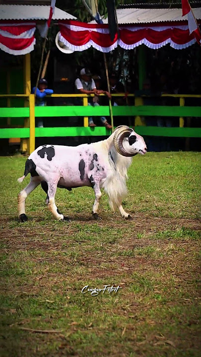 bjur hideung #cungurfotret #domba #animals #dombahamil #dombagarut #goat #shorts