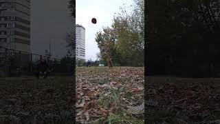 Стаффбуль и фрисби #стаффбульвива #собакаулыбака #doglife #dogshorts