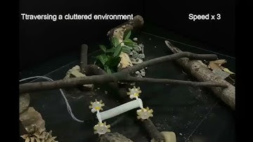 Crawling Soft Robot Exploiting Wheel-Legs and Multimodal Locomotion