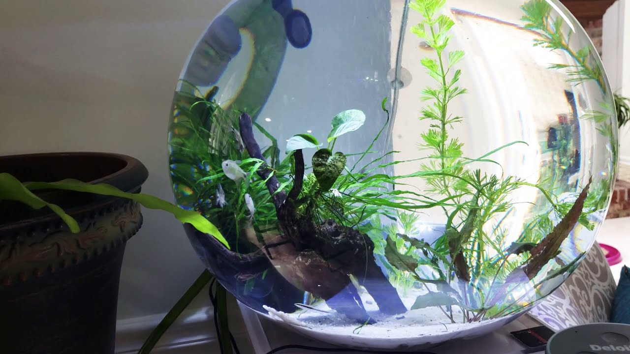 Round globe aquarium fish tank with plants white sand and tetra fish