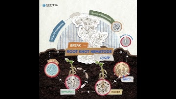 Break the Root Knot Nematode Cycle #agriculture