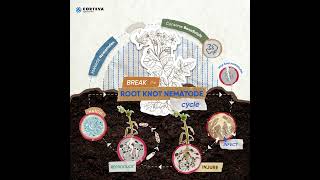 Break the Root Knot Nematode Cycle #agriculture screenshot 4