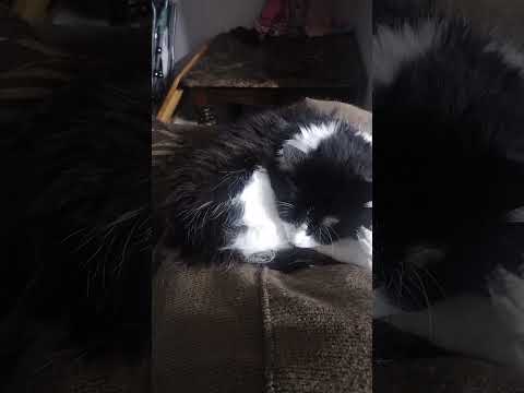 #kitty
