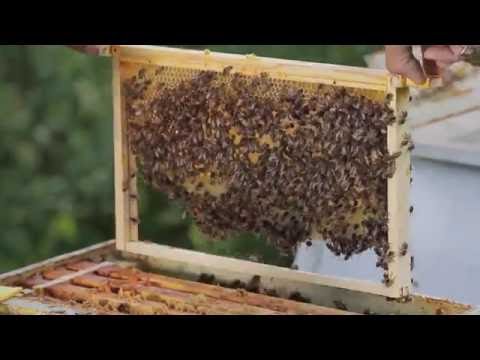 Bijenhouden: natuurbouw als alternatief voor kunstraat