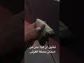 حجم سن من اسنان سمكة القرش الاميريكي