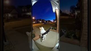 Cat Shot The Shotgun