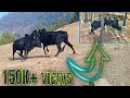 OH MY GOD BEST ATTACK OX STINK || TOP BULLS  FIGHTING OX  ||  OX FIGHT