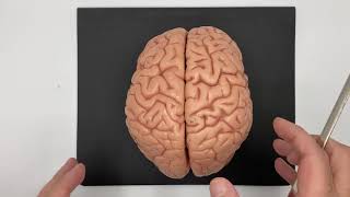 Anatomy of the Basal Ganglia - Simplified Neuroscience