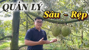 🔥GIẢI PHÁP QUẢN LÝ RỆP SÁP - SÂU ĐỤC TRÁI