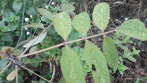 CÂY HẦU VĨ TÓC.ĐUÔI CHỒN.ĐẶC TRỊ BỆNH THOÁI HÓA XƯƠNG KHỚP