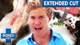 Smart Dog Climbs Tall Walls to Escape Garden 🤯 Extended Cuts | Bondi Vet Full Episodes