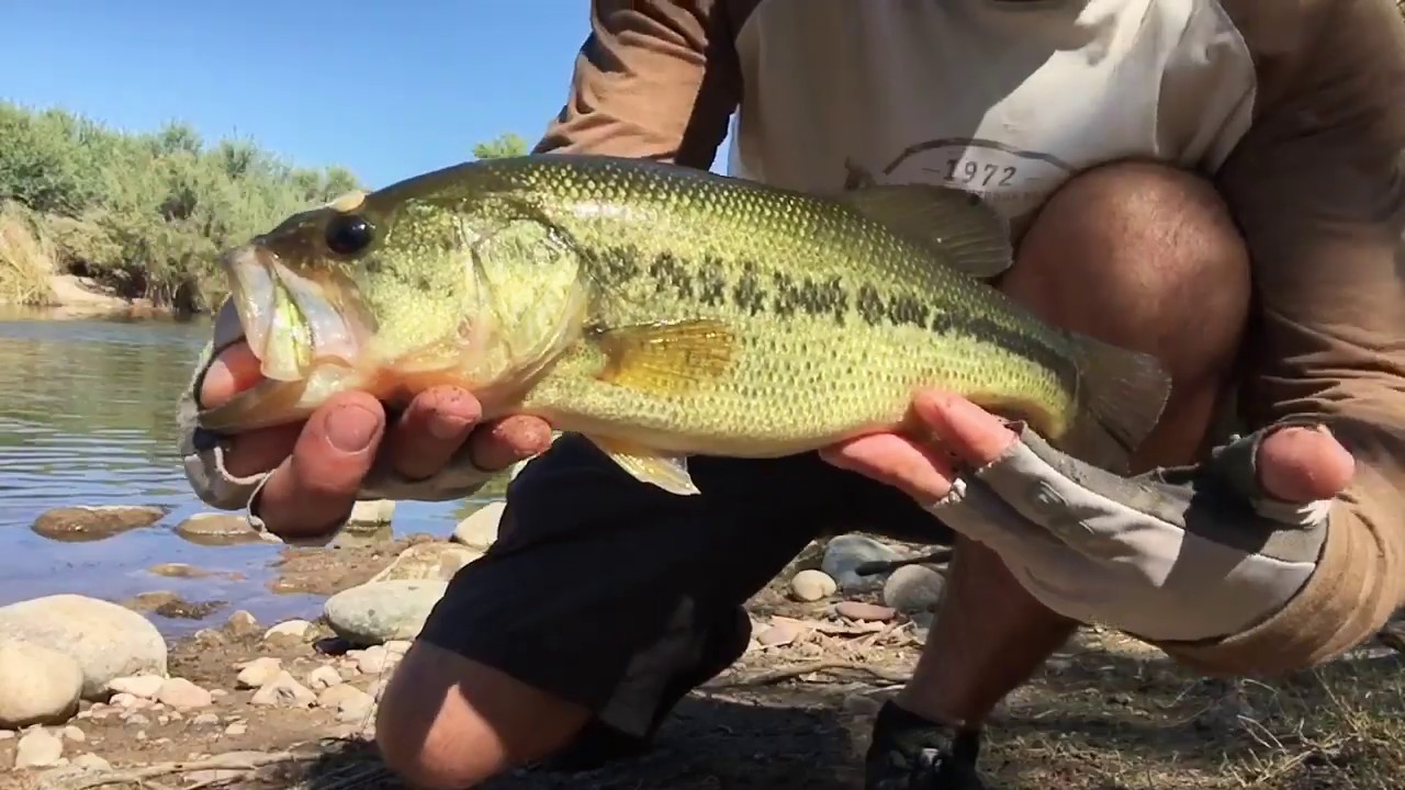 2019 Arizona river fishing YouTube